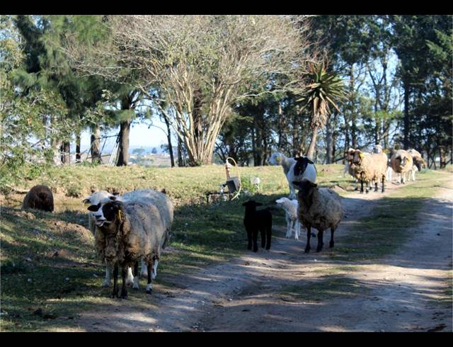 231HA FARM FOR SALE IN EAST LONDON RURAL